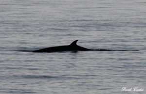 Minke Whale at Lundy trip by Derek Carter on May 27 2012