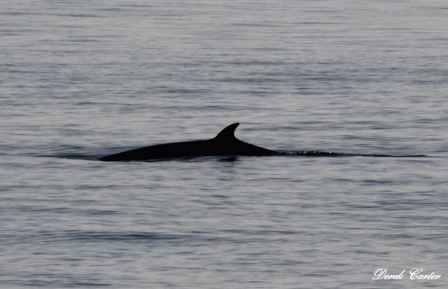 Minke Whale by Derek Carter at Lundy trip