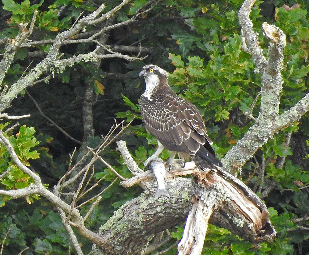 Dart Estuary cruise Devon Birds