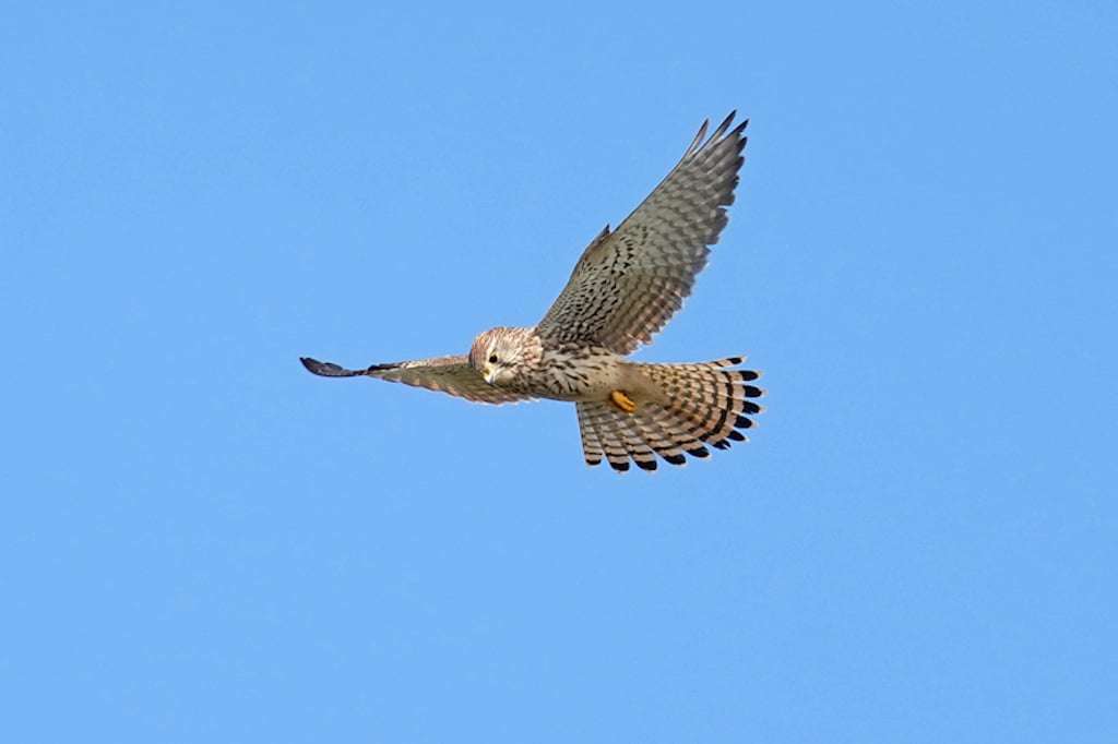 The North Devon Bird of Prey Centre