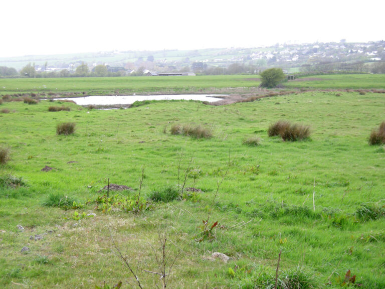 Tamar Lakes - Devon Birds