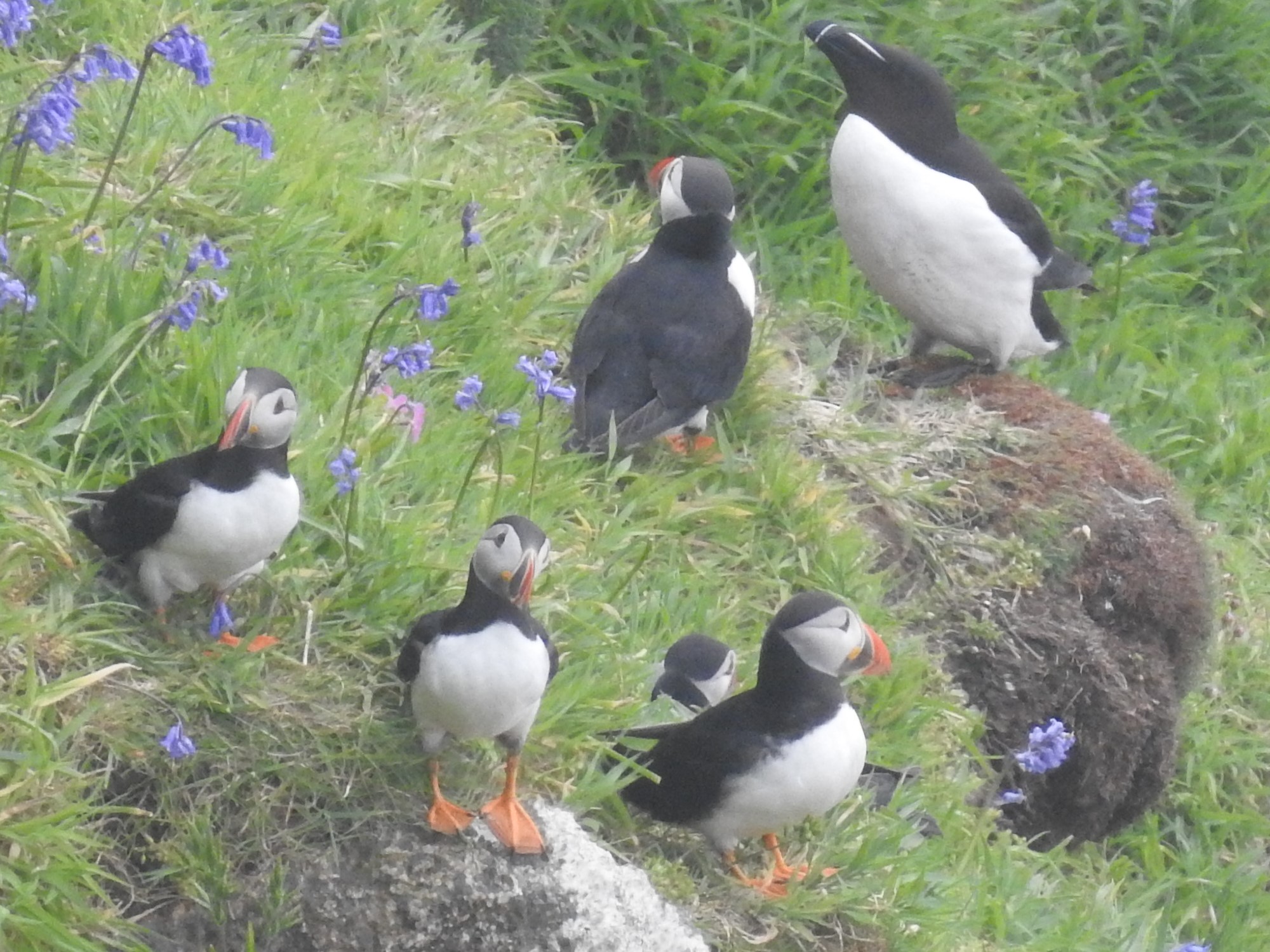 Lundy Island - Sunday 13th - Devon Birds