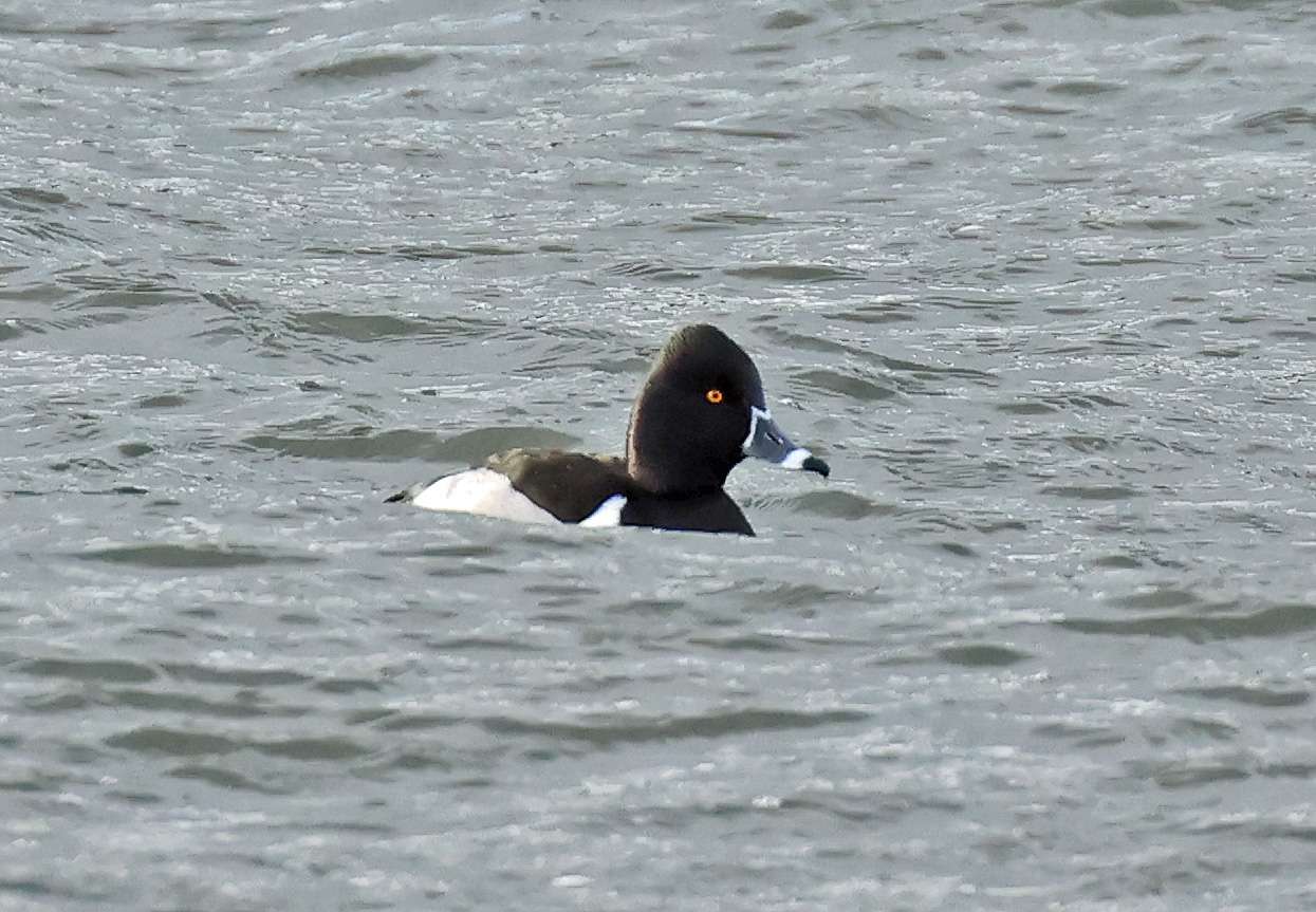 Ring-necked Duck - Devon Birds