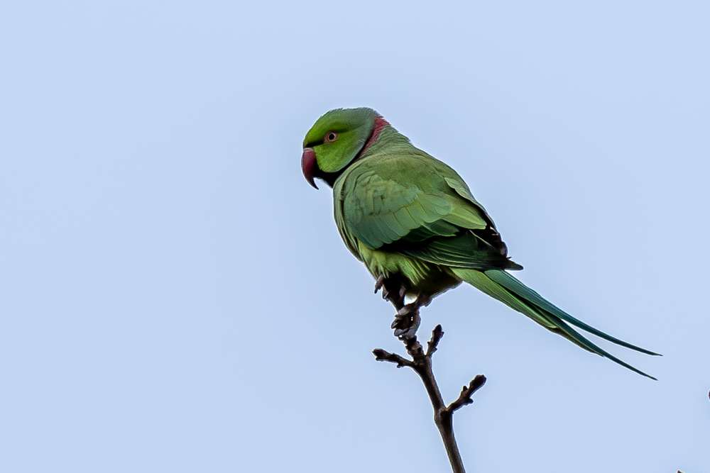 Rose-Ringed Parakeet-Luton