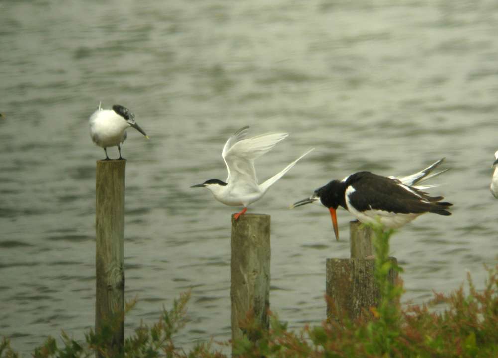Roseate Tern by Lee Collins at Dawlish Warren