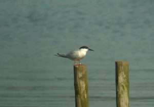 Roseate Tern at Dawlish Warren by Lee Collins on July 22 2012