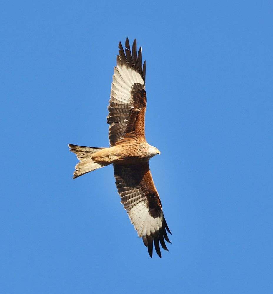 Red Kite ~ South Brent