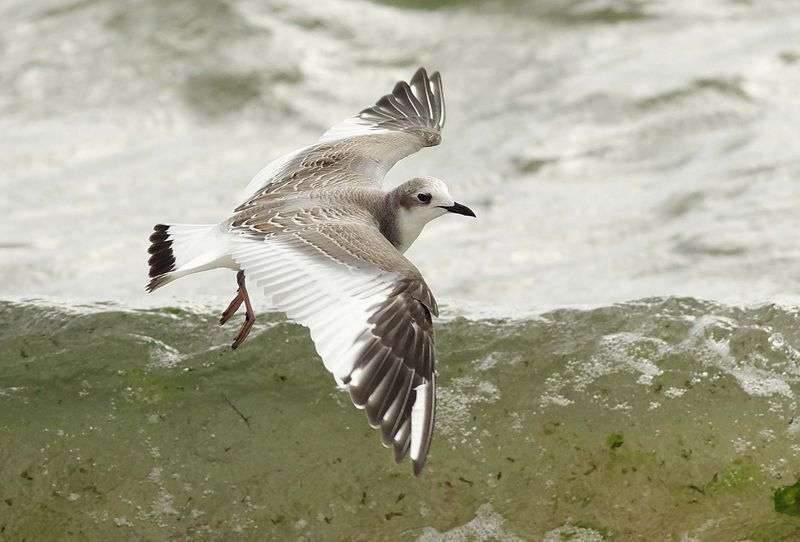 Sabine’s Gull at Exmouth by Charlie Fleming on September 23 2011