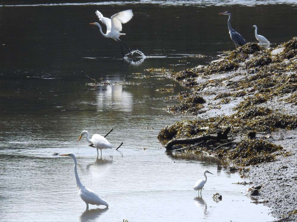 Saltram Heron Extravaganza