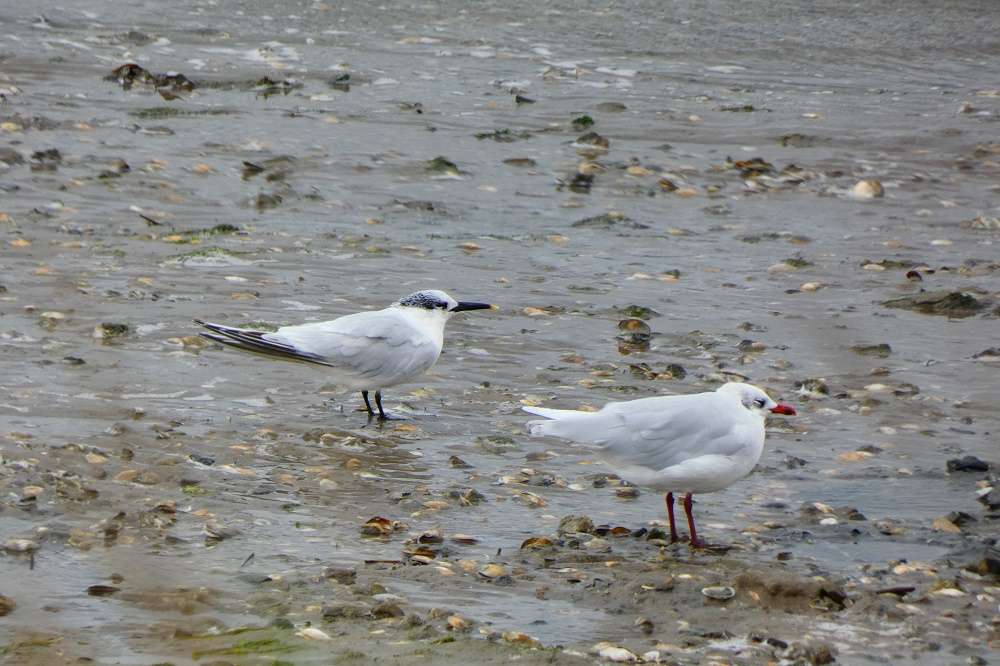 North side of Taw Estuary