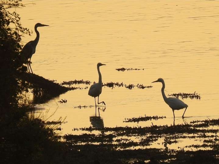 Plym Estuary