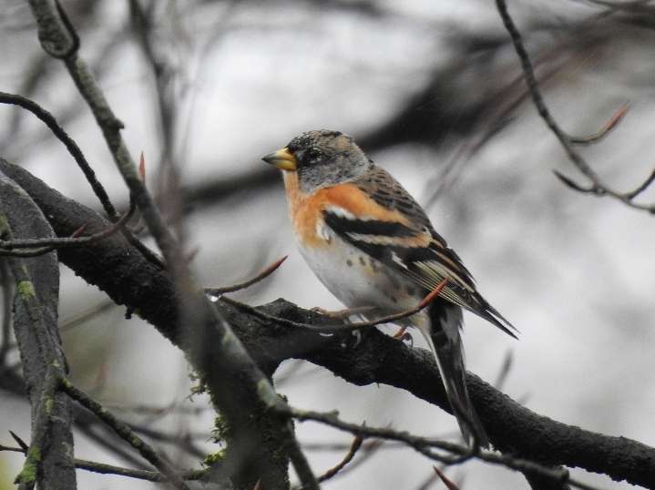 Postbridge, Dartmoor - Devon Birds