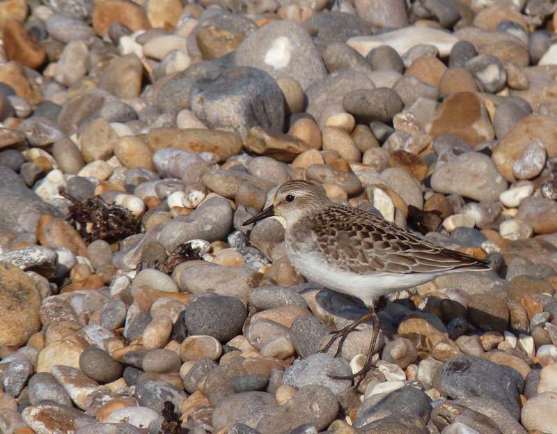 Semi-palmated Sandpiper at Seaton by Steve Waite on September 30 2011