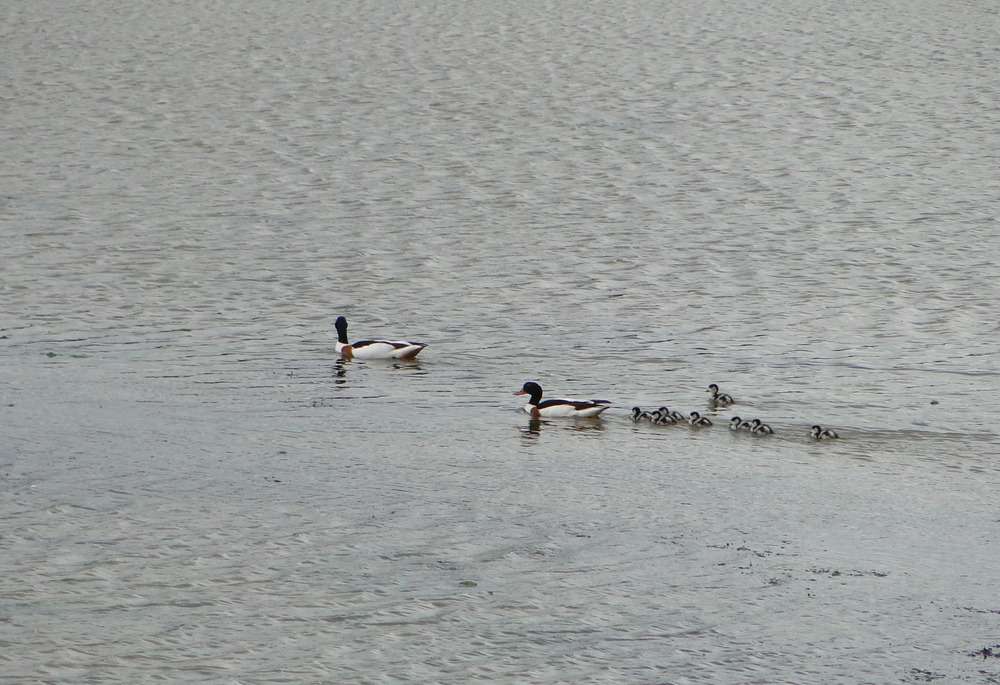 Plym Estuary & Saltram - Devon Birds