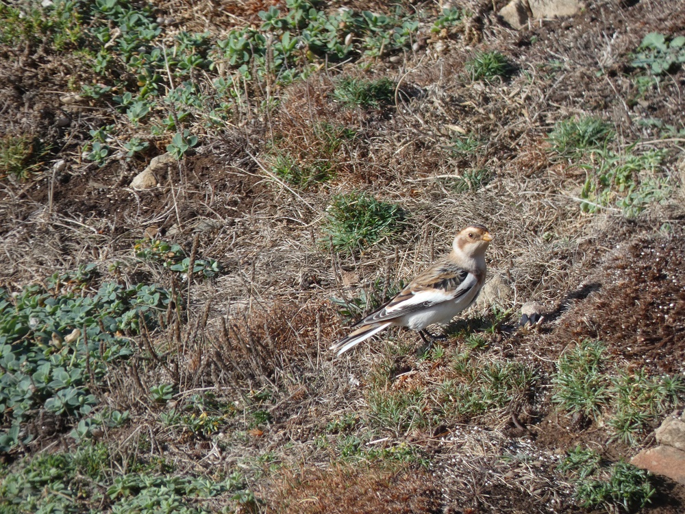 Snow Bunting – Baggy Point