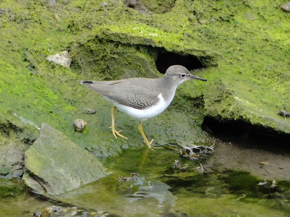 Spotted Sandpiper by Mike Langman at Blaxton Meadow