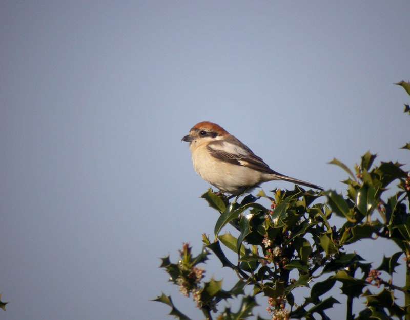 Woodchat Shrike by Steve Waite at Plymouth