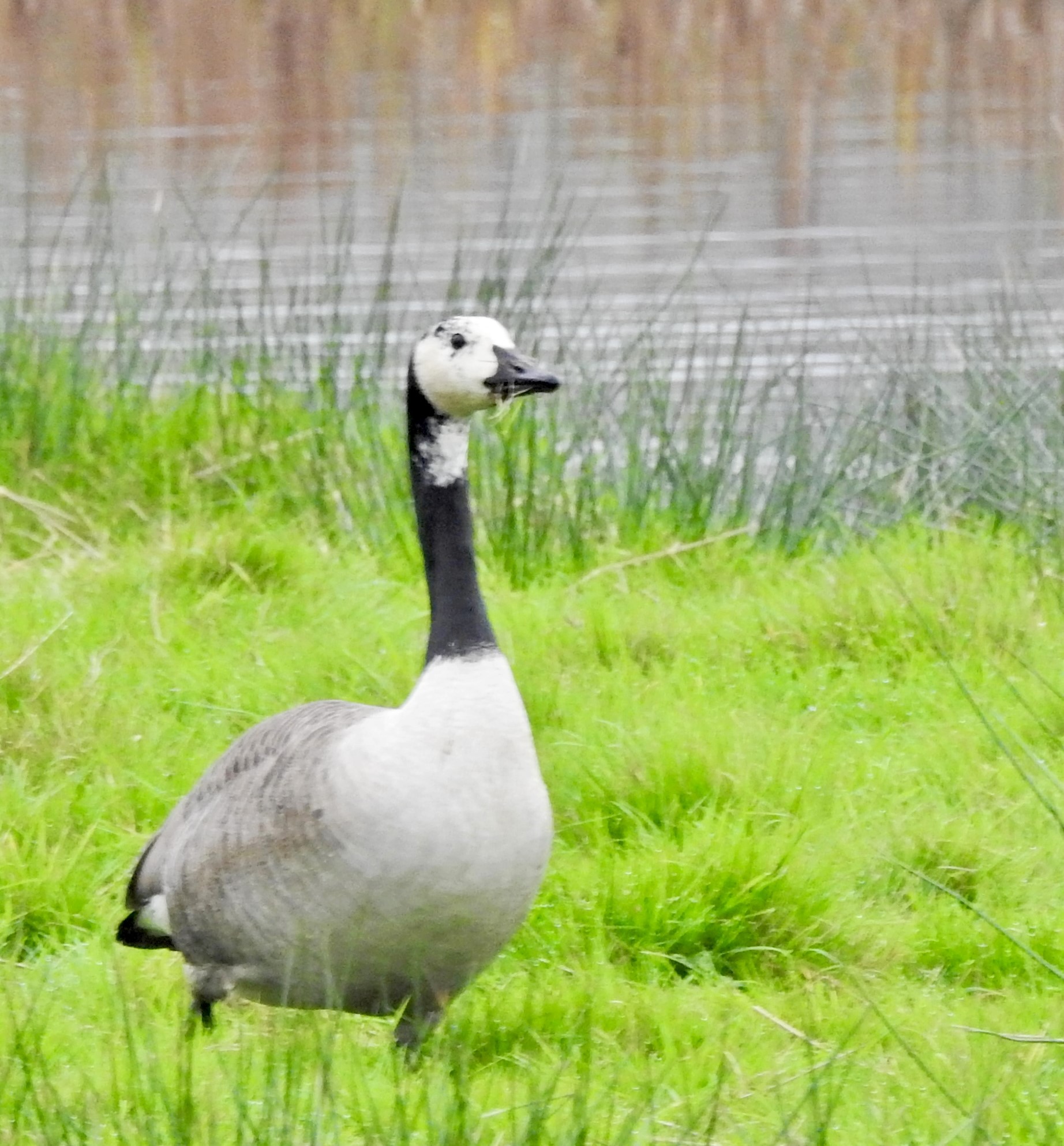 Aberrant Canada Goose Bowling Green Marsh Devon Birds