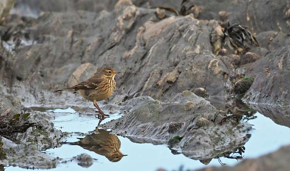 American Buff Bellied Pipit by Adrian Maurice James Davey at East Prawle.