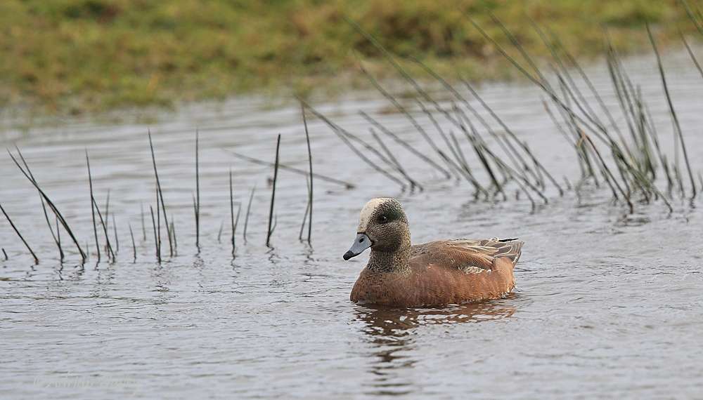 American Wigeon by Adrian Davey at Bowling Green Marsh