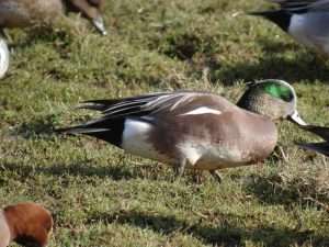 American Wigeon at Bowling Green Marsh by Brian Heasman on February 16 2013