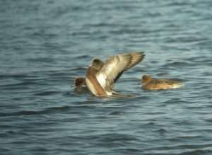 American Wigeon at Dawlish Warren by Lee Collins on January 27 2012