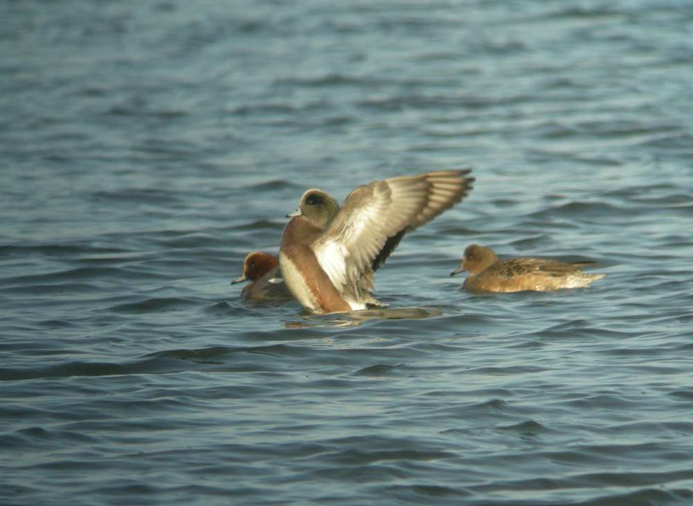 American Wigeon by Lee Collins at Dawlish Warren