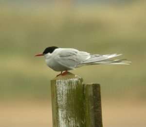 Arctic Tern at Dawlish Warren by Lee Collins on May 12 2013