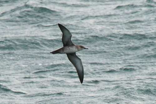 Balearic Shearwater by Chris Proctor at Hope Nose