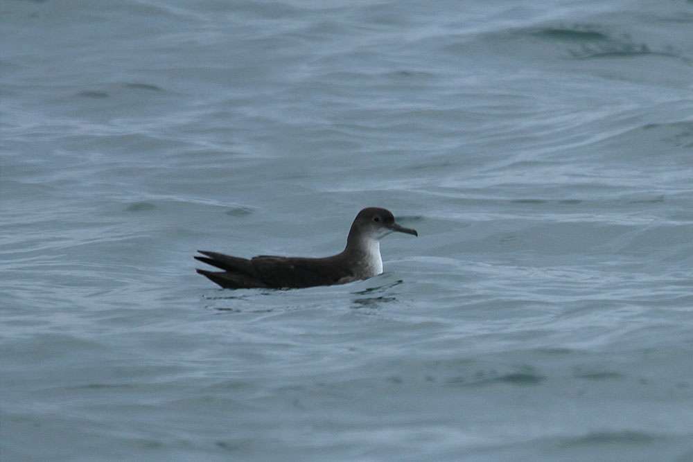 Balearic Shearwater by Chris Proctor at Off Brixham