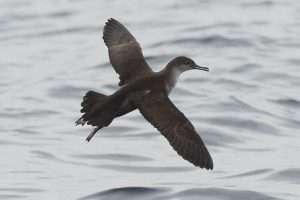 Balearic Shearwater at at Sea by Mark Darlaston on August 21 2012