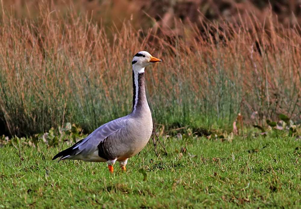 Bar-headed Goose by Gray Clements at Cockwood