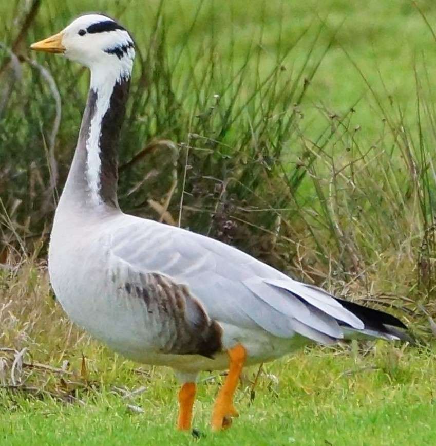 Bar-headed Goose by Kevin Pearson at Starcross