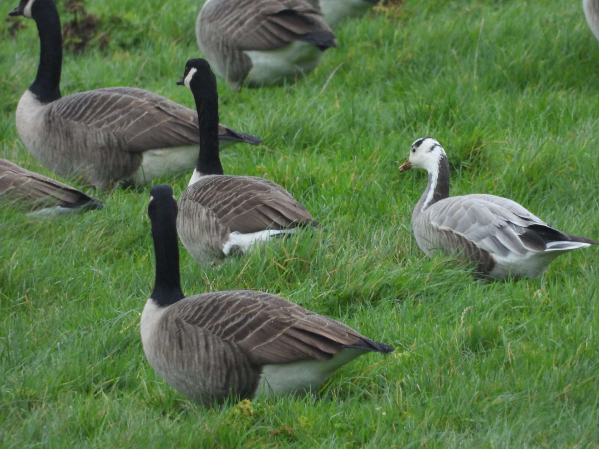 Bar headed goose by Kenneth Bradley at Exminster marshes RSPB