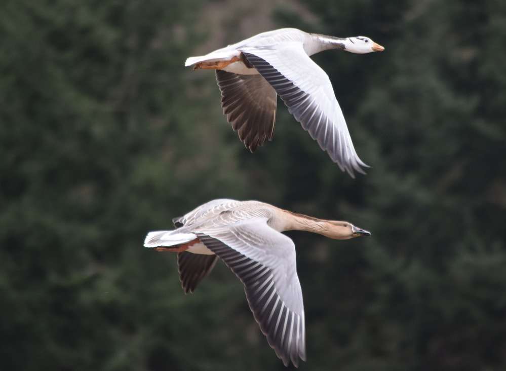 Bar headed goose by Robin Pearson at River Exe at Pynes
