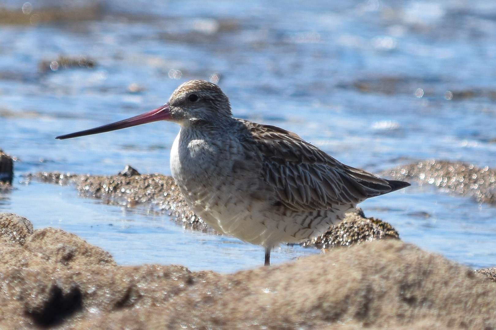 Bar-tailed Godwit by Duncan Leitch at Wembury Point