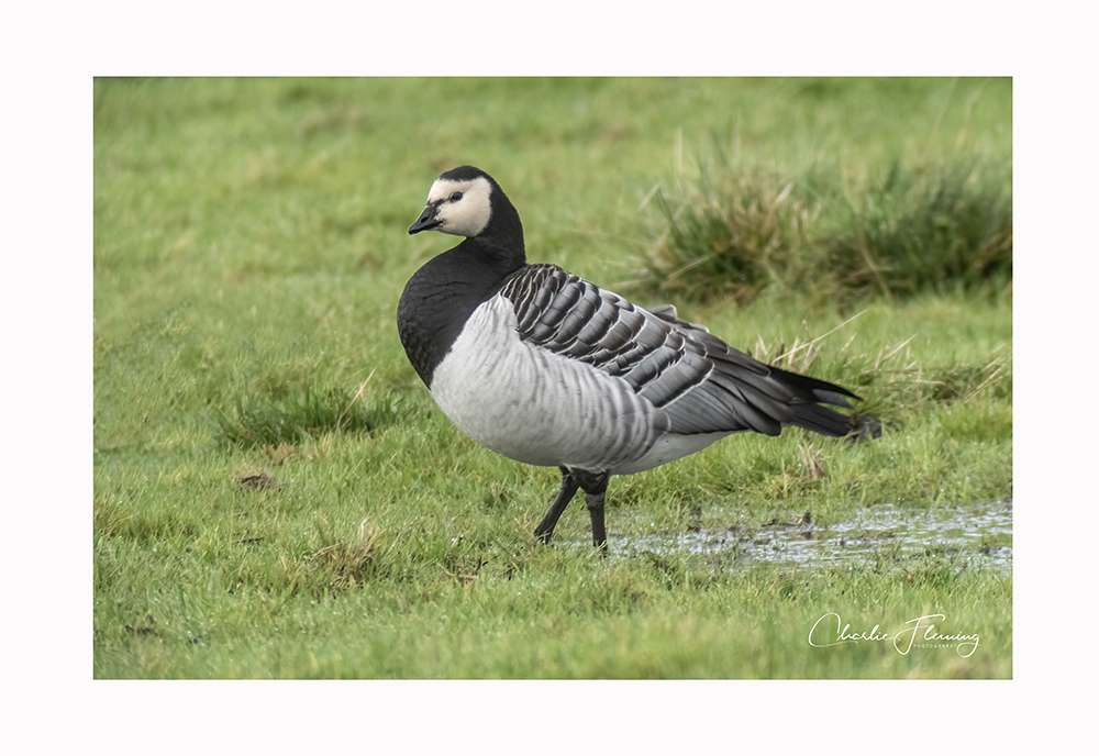 Barnacle Goose by Fleming at Exminster Marsh