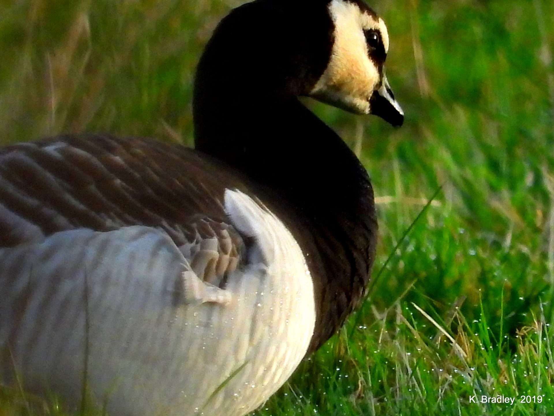 Barnacle Goose by Kenneth Bradley at Exminster marshes RSPB