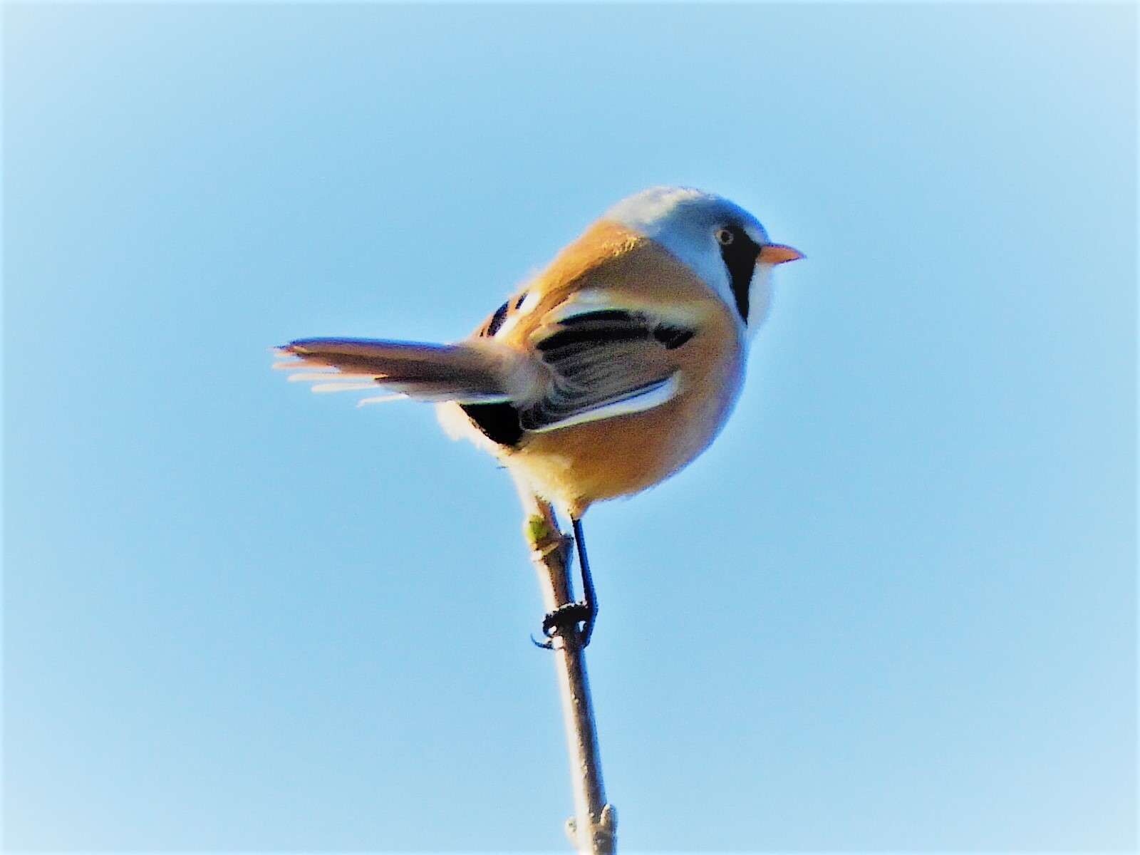 Bearded Tit by Keith Cutting at Berry Head