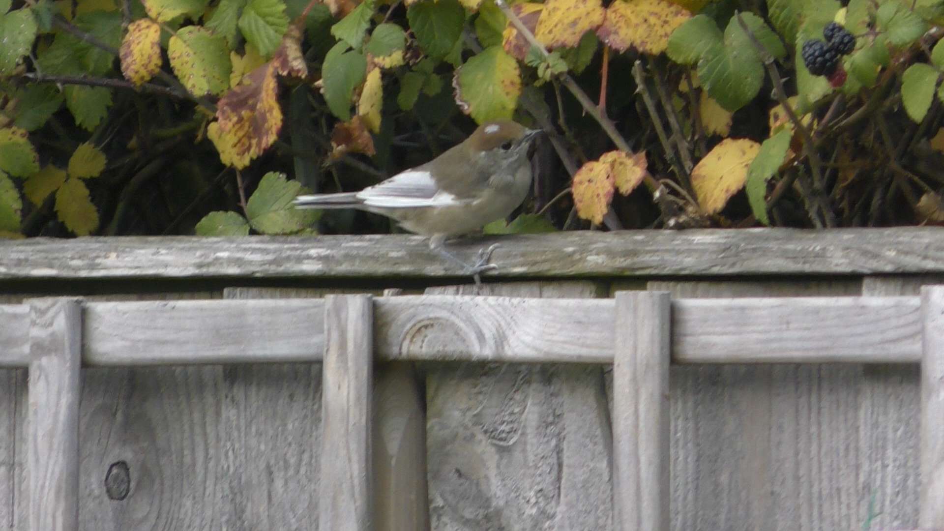 Black Cap (Female) by Les Scarlett at Bovey Tracey