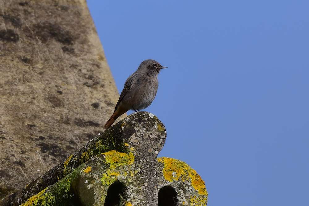 Black Redstart by Greg Bradbury at Ford Park Cemetery