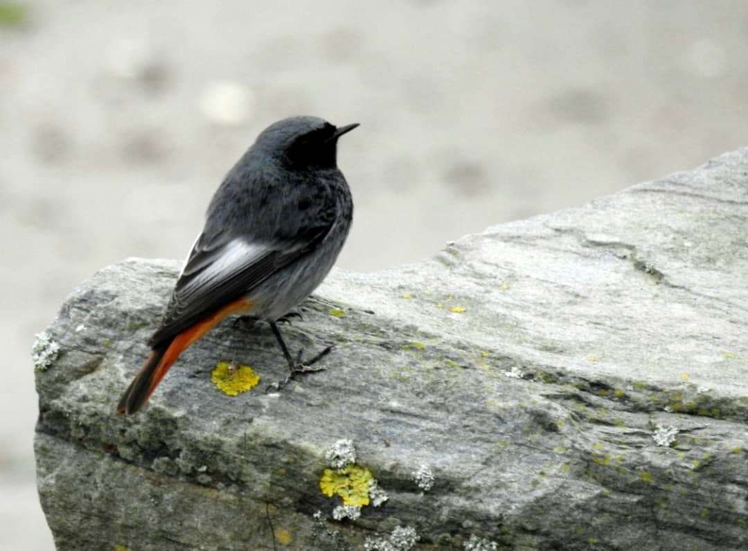 Black Redstart by Phil and Sue Naylor at Northam Burrows