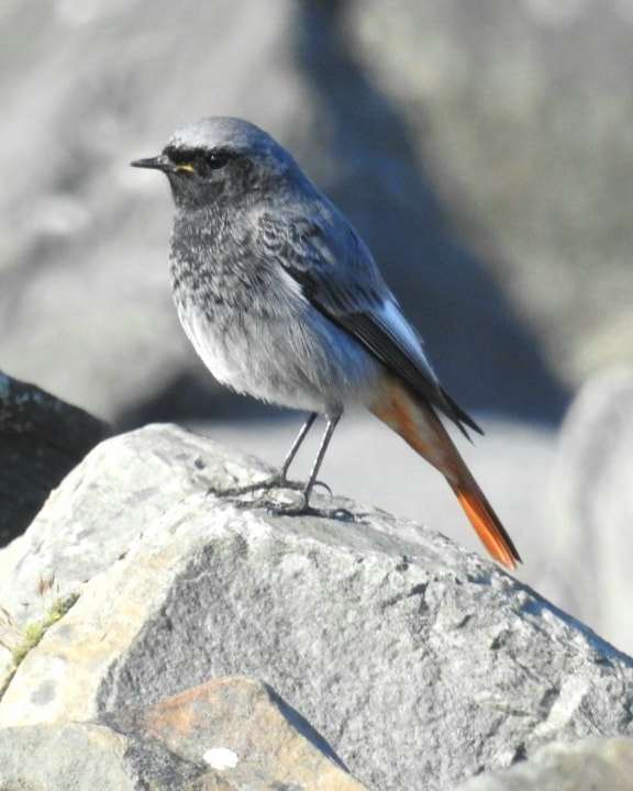 Black Redstart by Phil and Sue Naylor at The Skern