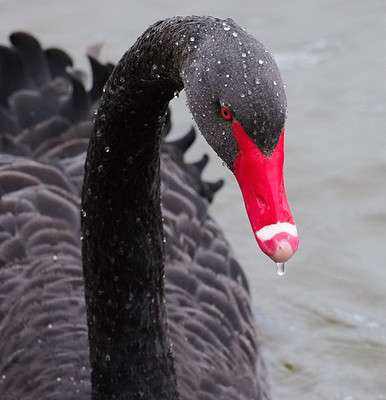 Black Swan (Cygnus atratus) by Wayne Emery at Bowling Green Marsh Exeter