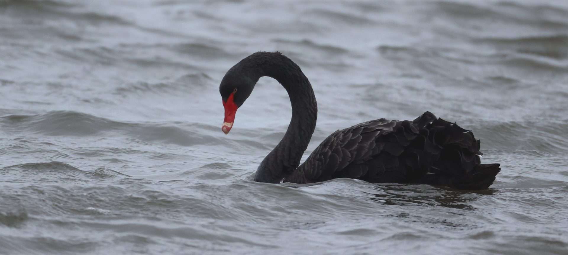 Black Swan by Steve Hopper at Beesands