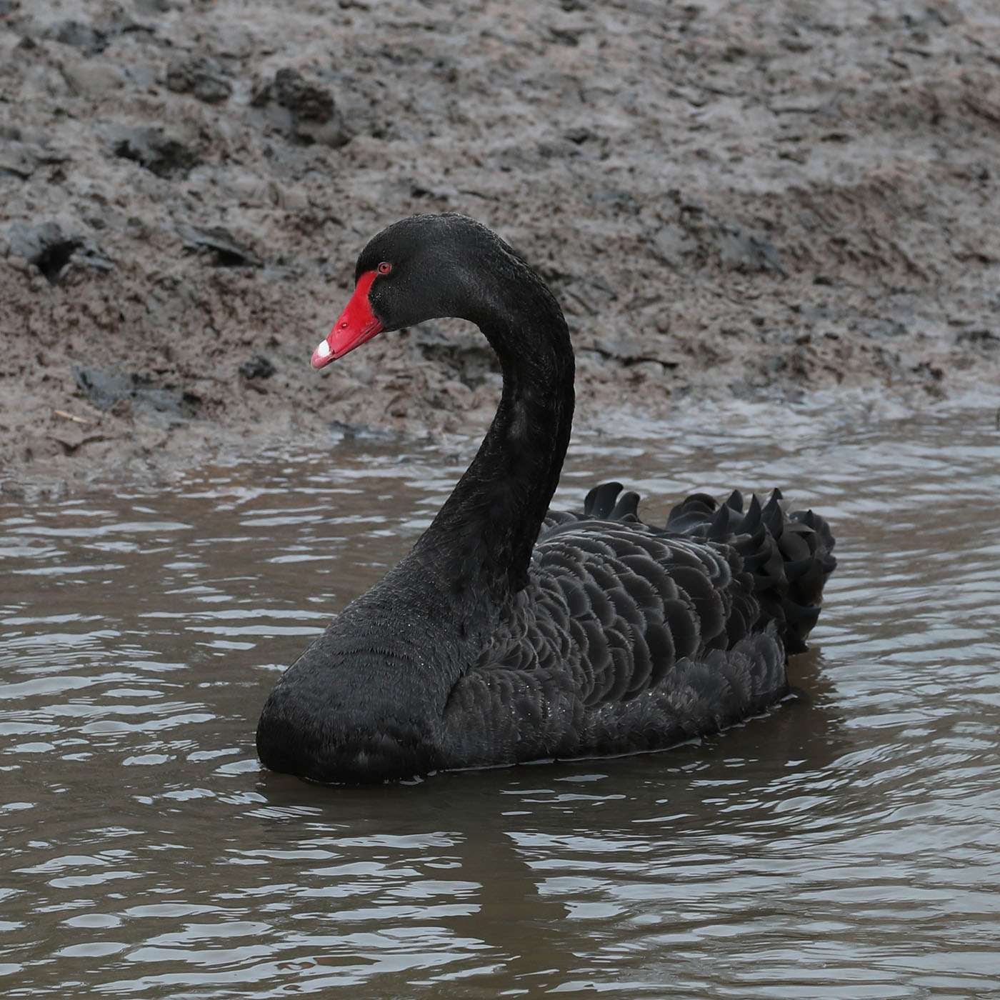 Black Swan by Steve Hopper at Topsham