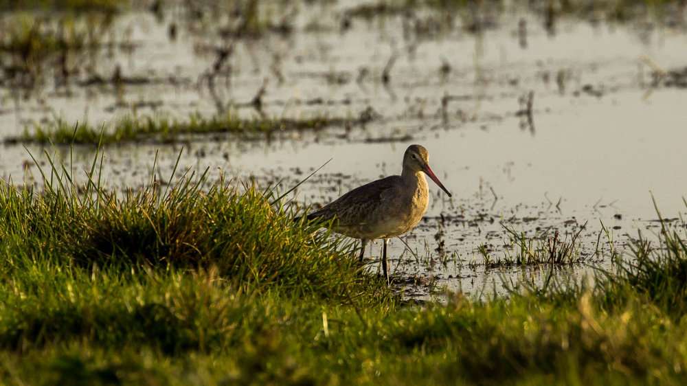 Black Tailed Godwit by Kevin McDonagh at RSPB Exminster & Powderham Marshes