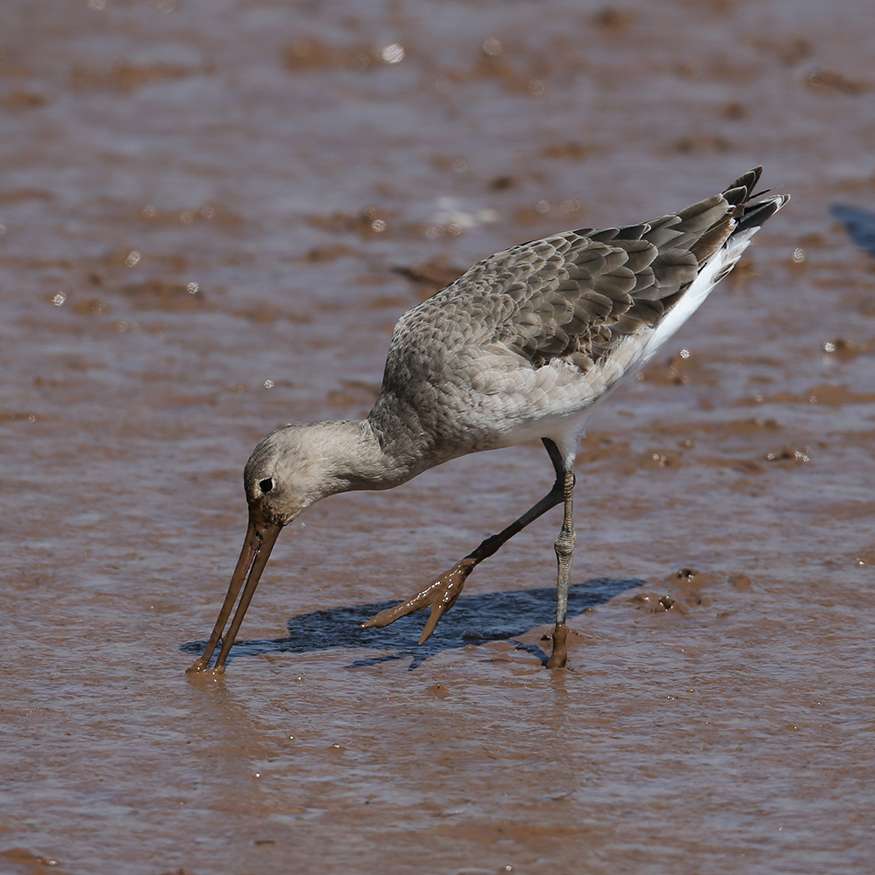 Black Tailed Godwit by Steve Hopper at Goosemoor