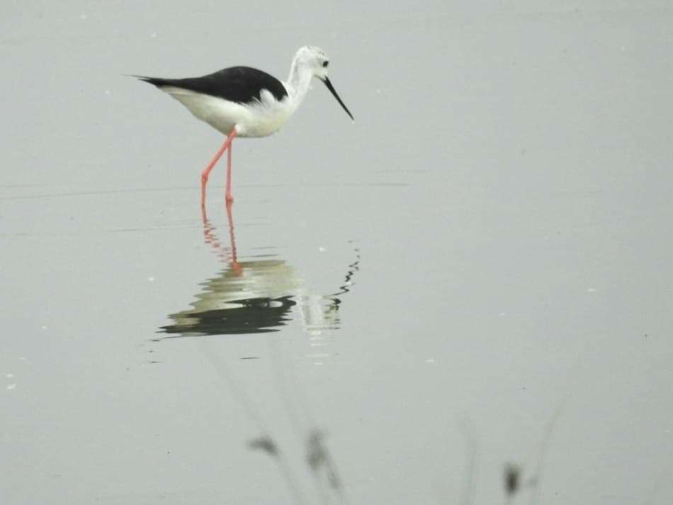 Black Winged Stilt by Phil & Sue Naylor at Wrafton scrape