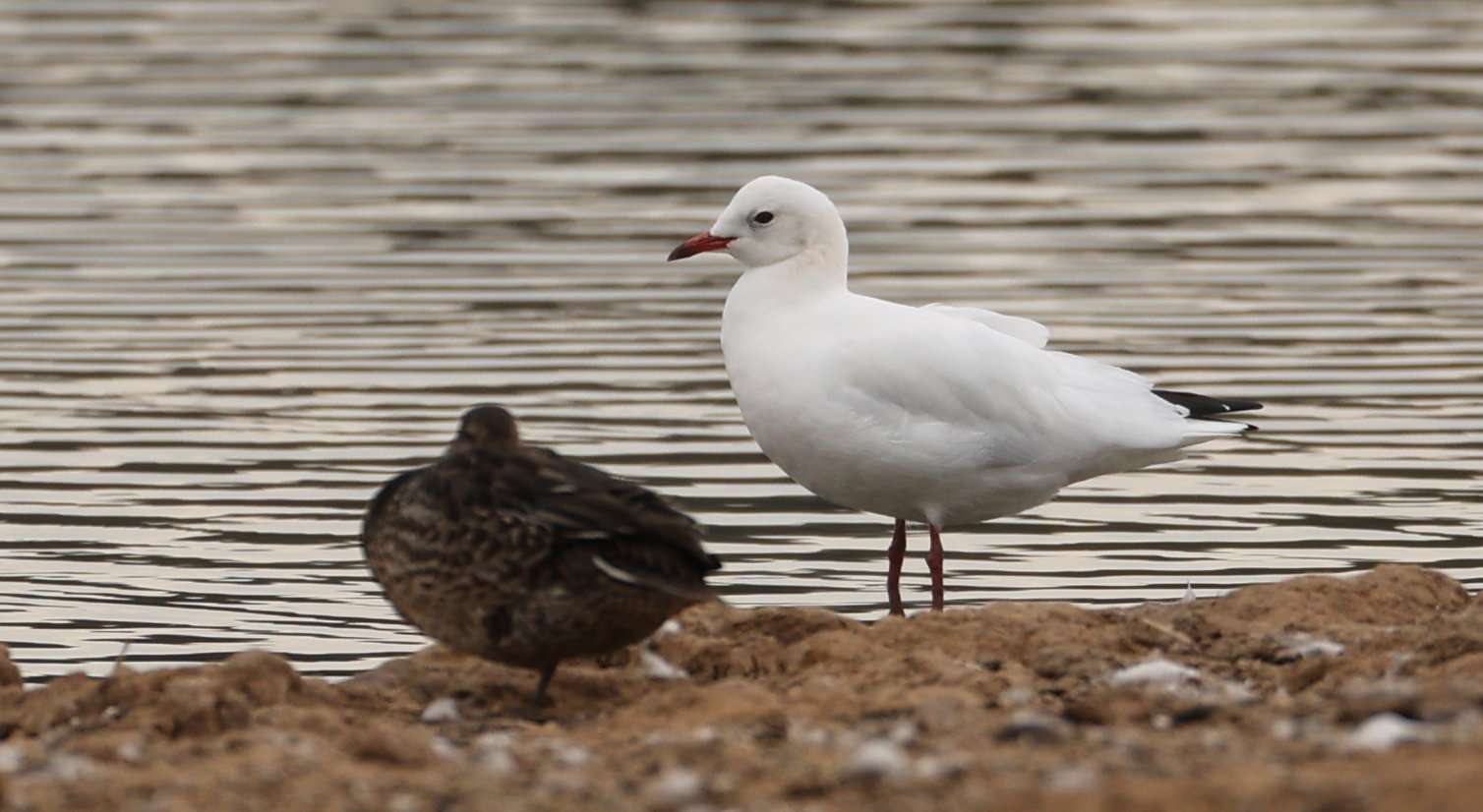 Black-headed Gull by Steve Hopper at RSPB Bowling Green Marsh